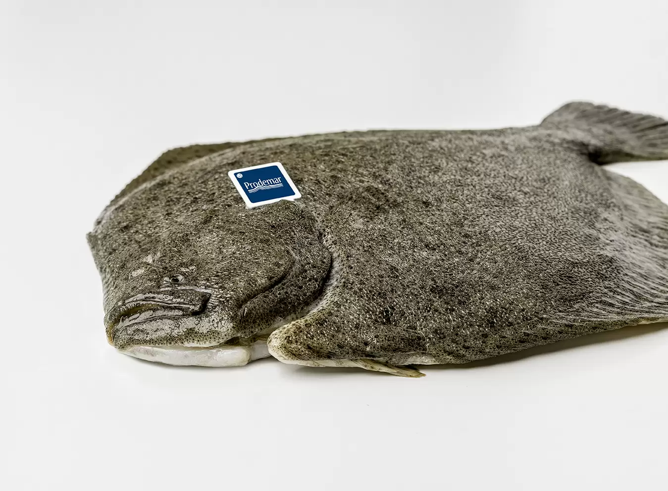 Whole Turbot nuevo marchamo